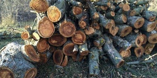 Горение дров из разных пород дерева