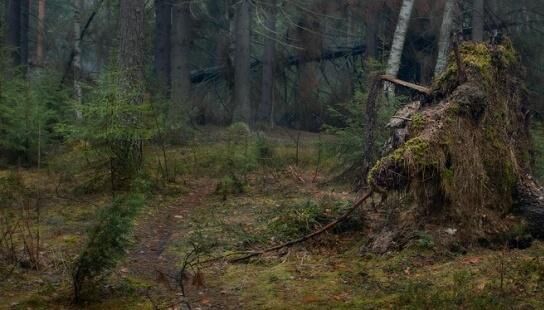 Заброшенная лесная тропинка. Если идти по ней и читать признаки, скоро можно понять, куда она ведет - к людям или от людей. Заброшенная лесная тропинка. Если идти по ней и читать признаки, скоро можно понять, куда она ведет - к людям или от людей.