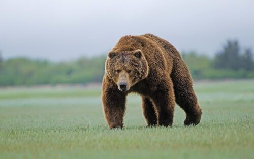 Как выжить при встрече с медведем