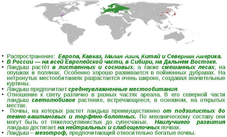 Ландыш Майский — опасный цветок