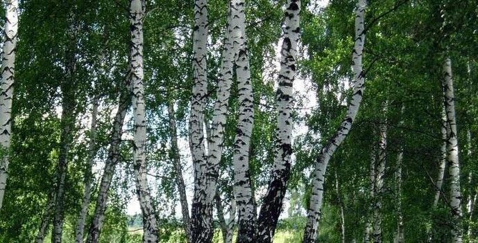 берёза
