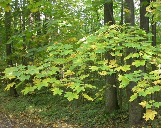 клён