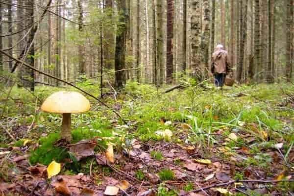Советы по выживанию в лесу и поиску дороги домой Советы по выживанию в лесу и поиску дороги домой